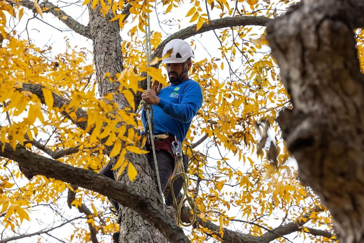 Skilled Tree Planing crew working in Crawfordsville